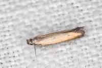 Mesophleps trinotella