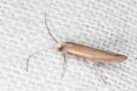 Zelleria hepariella