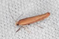 Zelleria hepariella