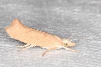 Ypsolopha alpella