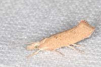Ypsolopha alpella