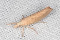 Ypsolopha alpella