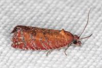 Argyroploce unedana