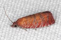 Argyroploce unedana