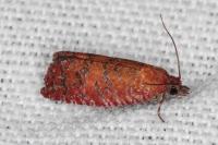 Argyroploce unedana