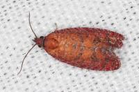 Argyroploce unedana