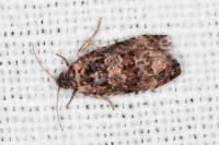 Endothenia