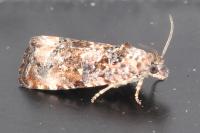 Endothenia