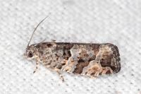 Eudemis profundana