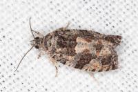Eudemis profundana