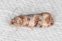 Lobesia botrana