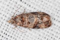 Lobesia botrana