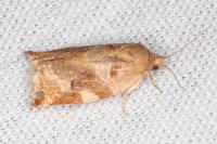 Archips xylosteana