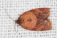 Cacoecimorpha pronubana