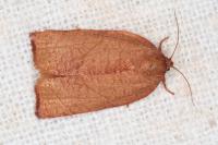 Cacoecimorpha pronubana