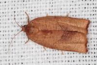 Cacoecimorpha pronubana