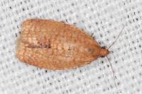 Clepsis consimilana