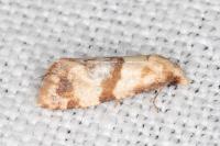 Phalonidia contractana