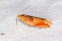 Ancylis mitterbacheriana