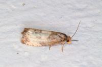Notocelia cynosbatella