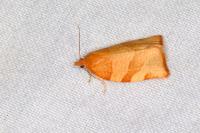 Pandemis cerasana