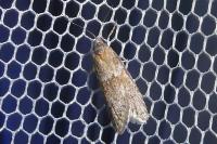Tortricodes alternella