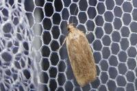Agonopterix