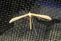 Emmelina monodactyla