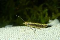 Ypsolopha ustella