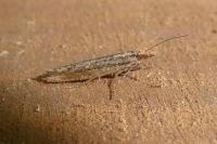 Ypsolopha ustella