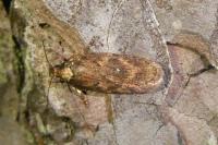 Depressaria albipunctella