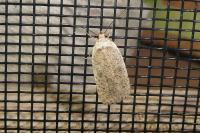 Agonopterix