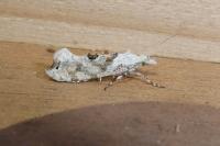 Ypsolopha asperella