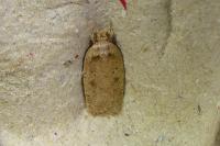 Agonopterix scopariella