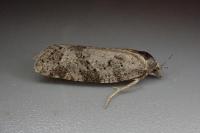 Cnephasia stephensiana