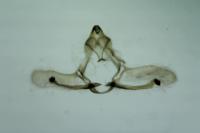 Cnephasia stephensiana