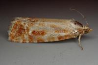 Rhyacionia buoliana