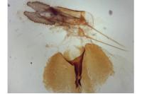 Rhyacionia buoliana