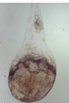 Rhyacionia buoliana