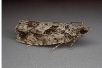 Zeiraphera isertana