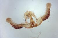 Zeiraphera isertana