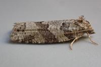 Cnephasia stephensiana