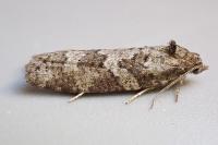 Cnephasia stephensiana