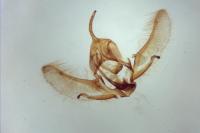 Cnephasia incertana
