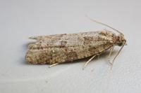Cnephasia incertana