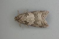 Cnephasia stephensiana