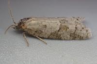 Cnephasia stephensiana
