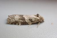 Cnephasia stephensiana