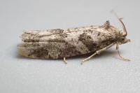 Cnephasia stephensiana