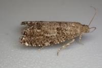 Epinotia nanana